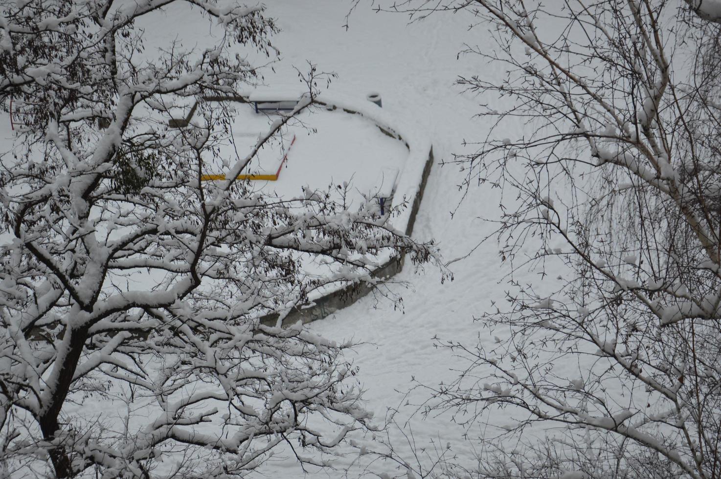 ramas cubiertas de nieve y troncos de árboles en la ciudad foto