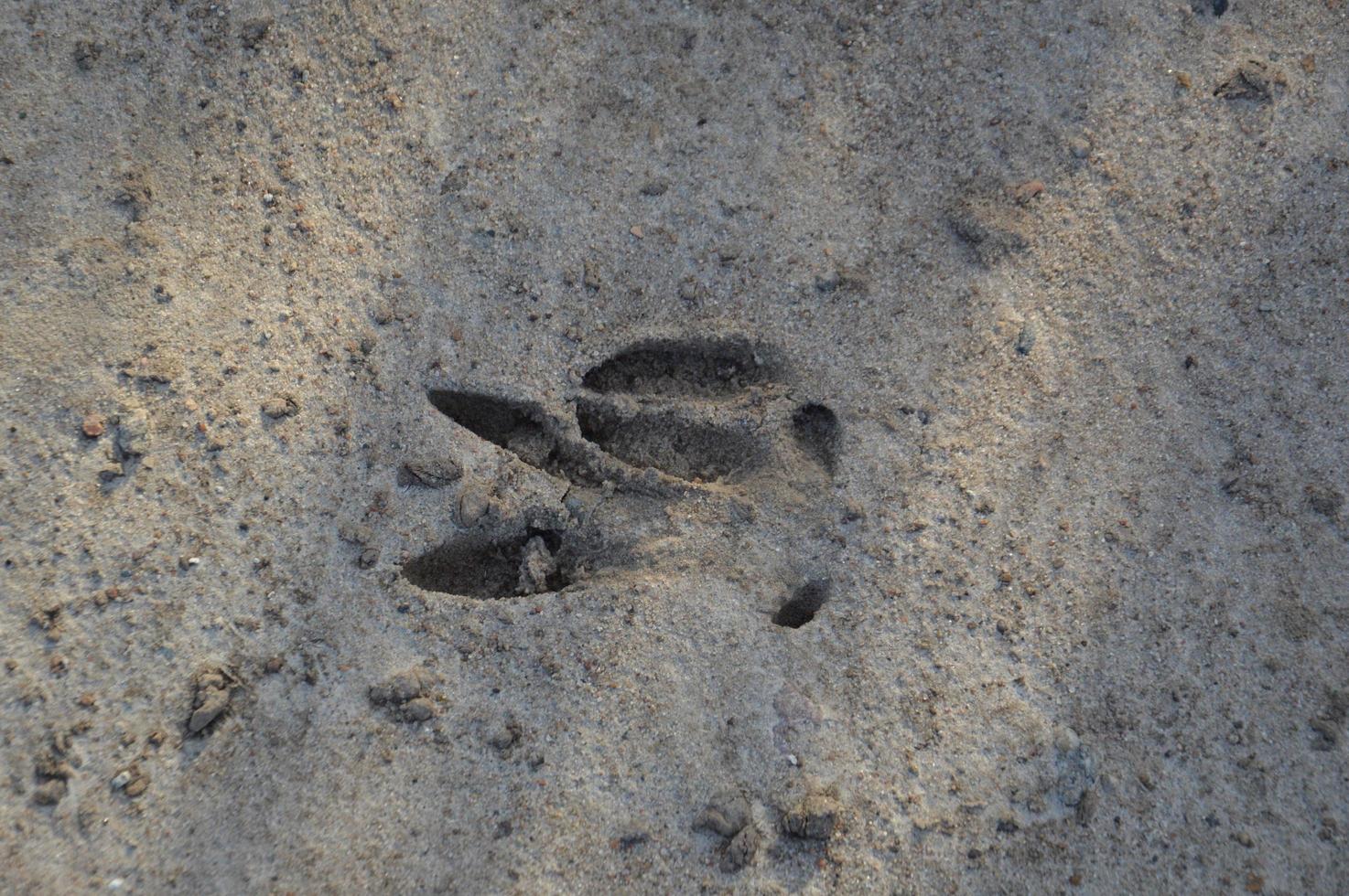 Animal footprints are imprinted on the ground photo