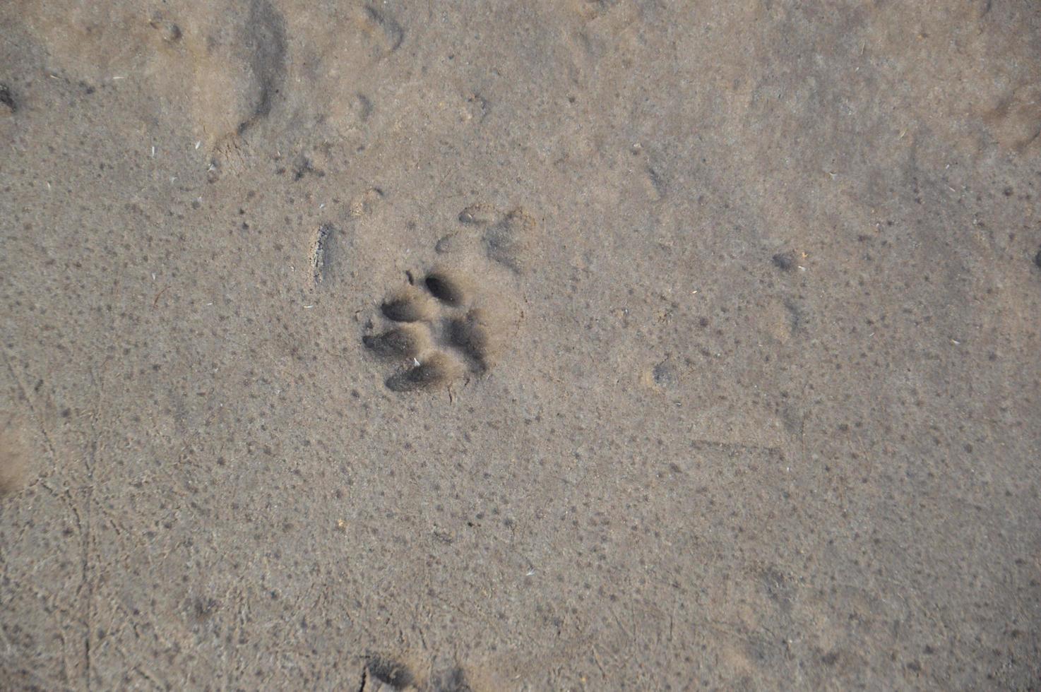 Animal footprints are imprinted on the ground photo