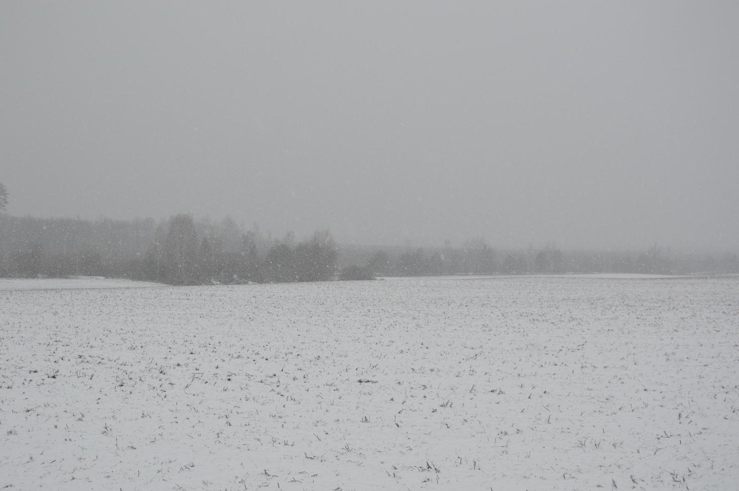 Panorama of an agricultural field covered with snow in winter photo