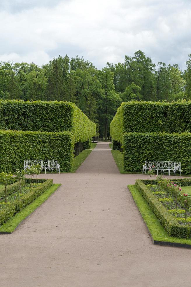 Tsarskoye Selo Pushkin, St. Petersburg, alley in the Park, trees and shrubs, walking paths. photo