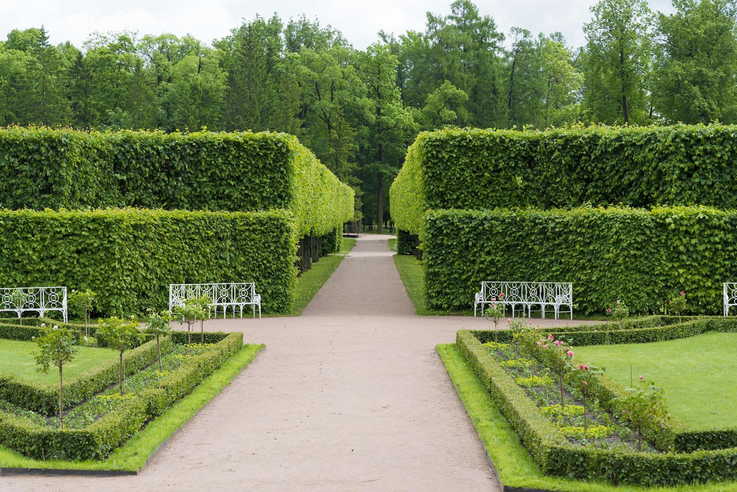 Tsarskoye Selo Pushkin, St. Petersburg, alley in the Park, trees and shrubs, walking paths. photo