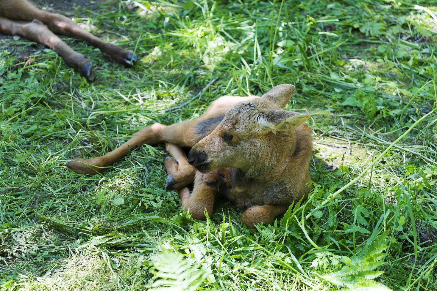 A small calf lies on a meadow photo