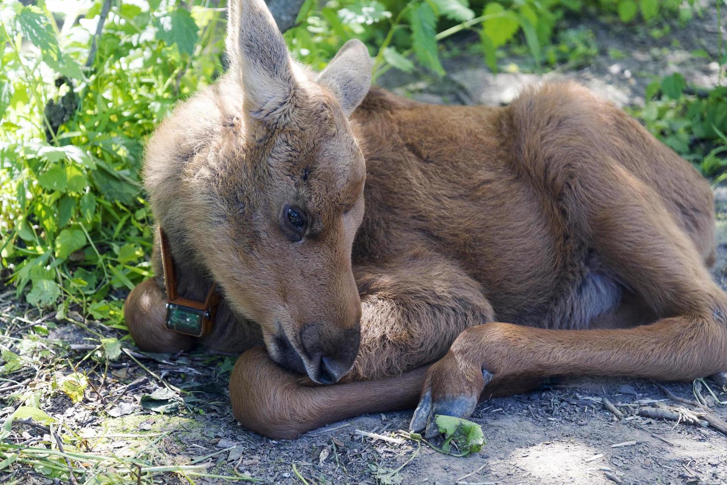 A small calf lies on a meadow photo