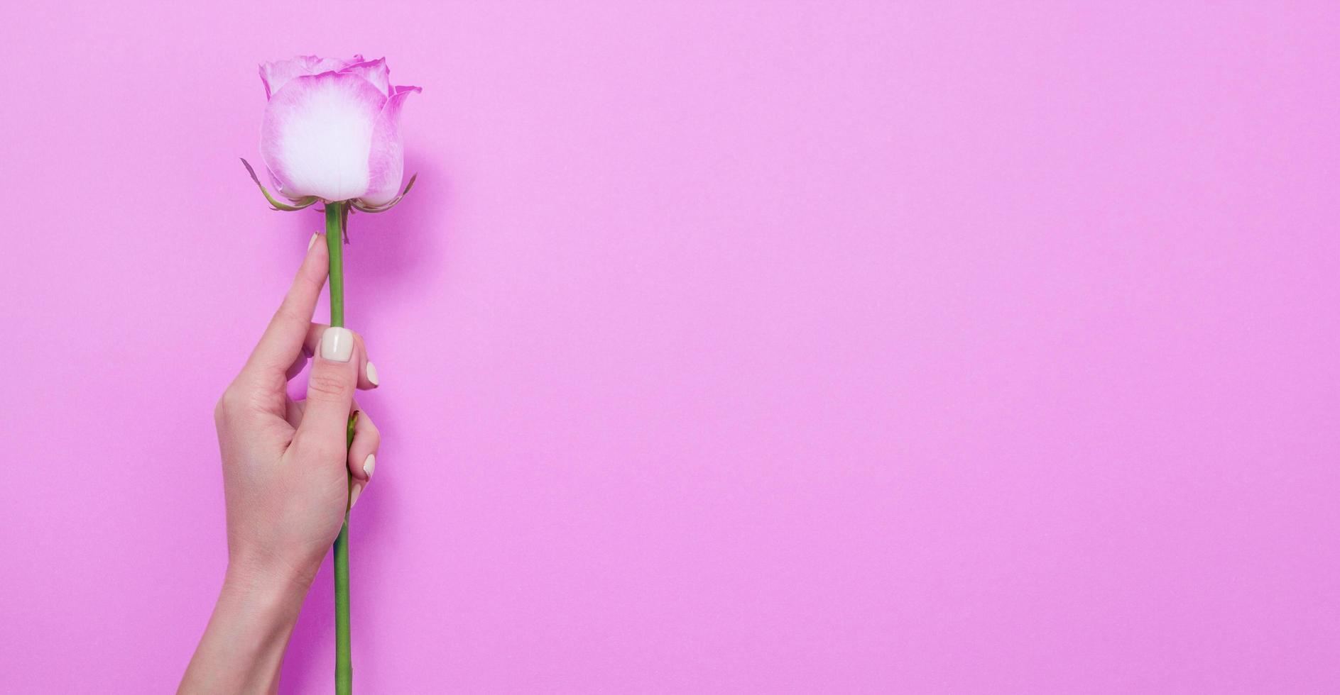 Woman hand holding Pink Rose isolated. Mother and women day holidays. Summer and spring flowers season. Creative flower art for blog with copy space and mock up background. Top view. Banner photo