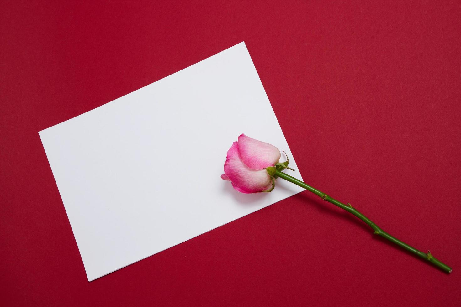 Pink rose and white template postcard with copy space on red background. Valentine and mother day. Top view and copy space. Flower delivery and online order luxury flowers for holidays. photo