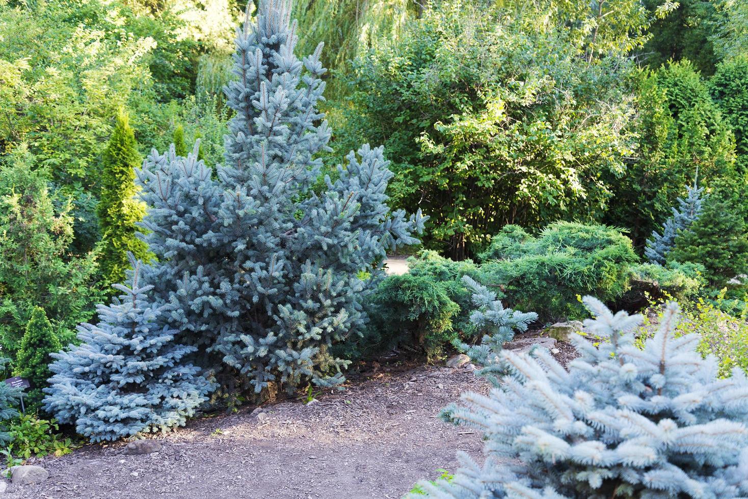 Blue spruce, green world, blue spruce, with the scientific name Picea pungens, is a kind of spruce. photo