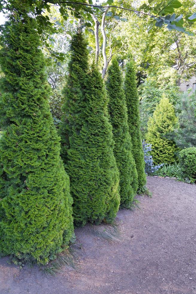 abeto canadiense cónico, hermoso árbol verde de cerca foto