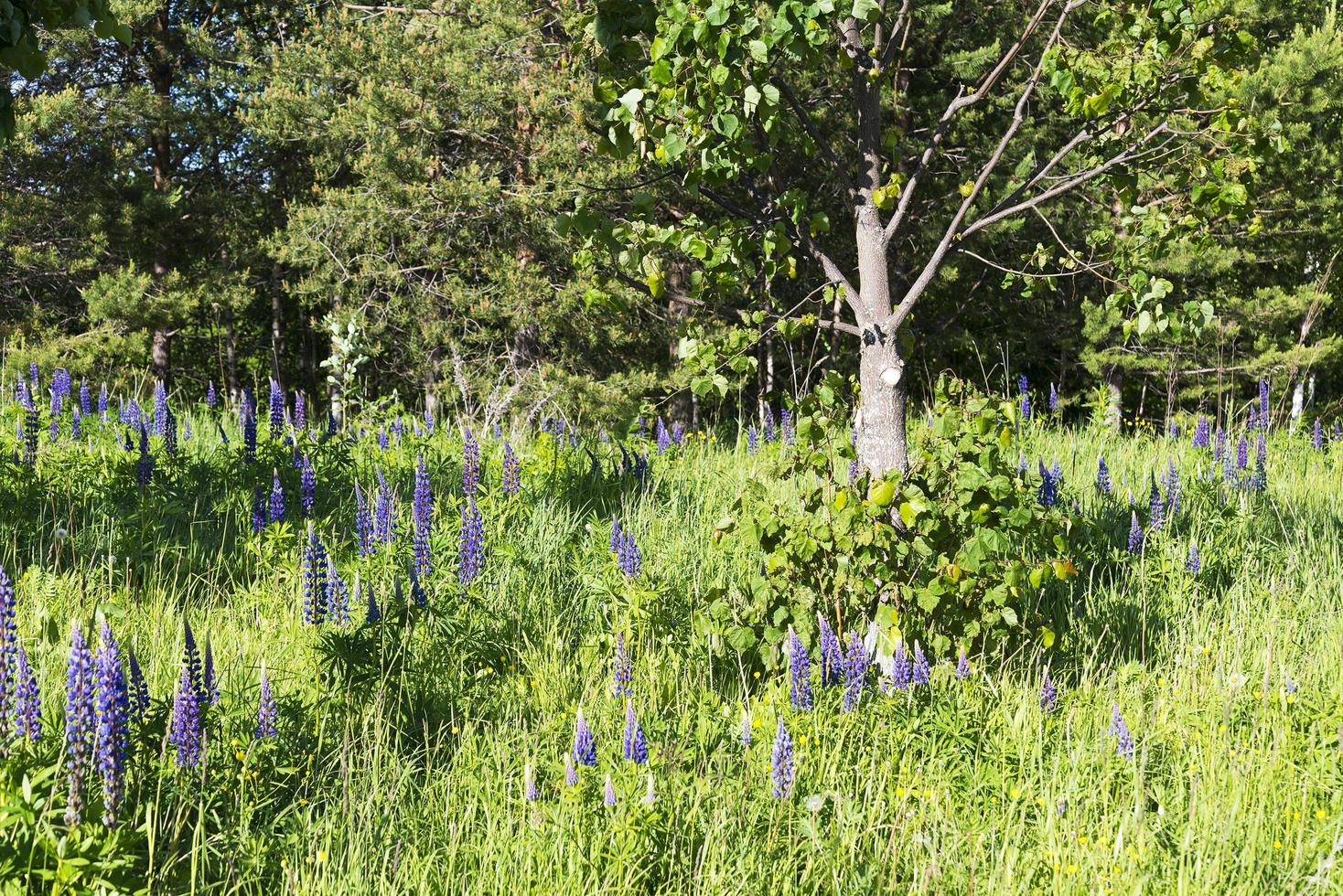 Lupine flowers on a background of green grass photo