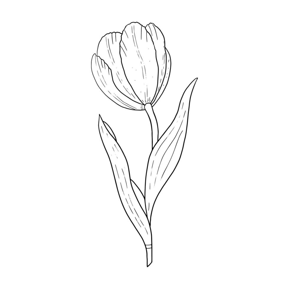 dibujo de contorno dibujado a mano de tulipán.imagen en blanco y negro.imagen estilizada de una flor de tulipán.un tulipán aislado en un fondo blanco.vector vector