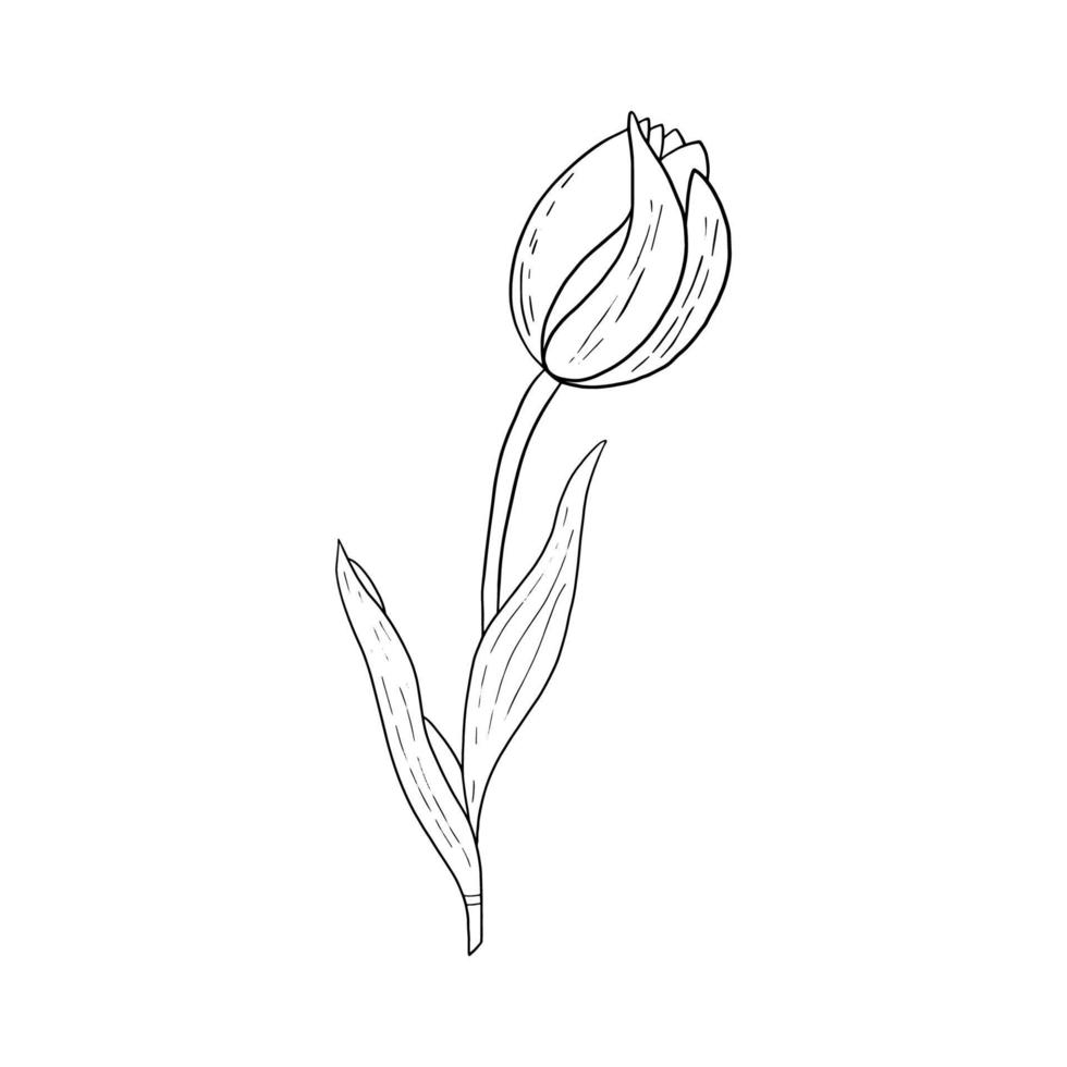 dibujo de contorno dibujado a mano de tulipán.imagen en blanco y negro.imagen estilizada de una flor de tulipán.un tulipán aislado en un fondo blanco.vector vector