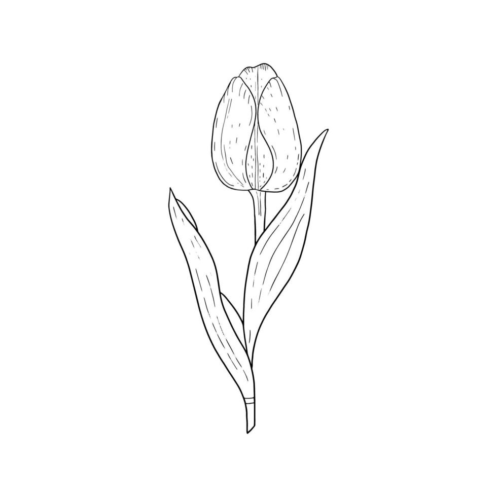 dibujo de contorno dibujado a mano de tulipán.imagen en blanco y negro.imagen estilizada de una flor de tulipán.un tulipán aislado en un fondo blanco.vector vector