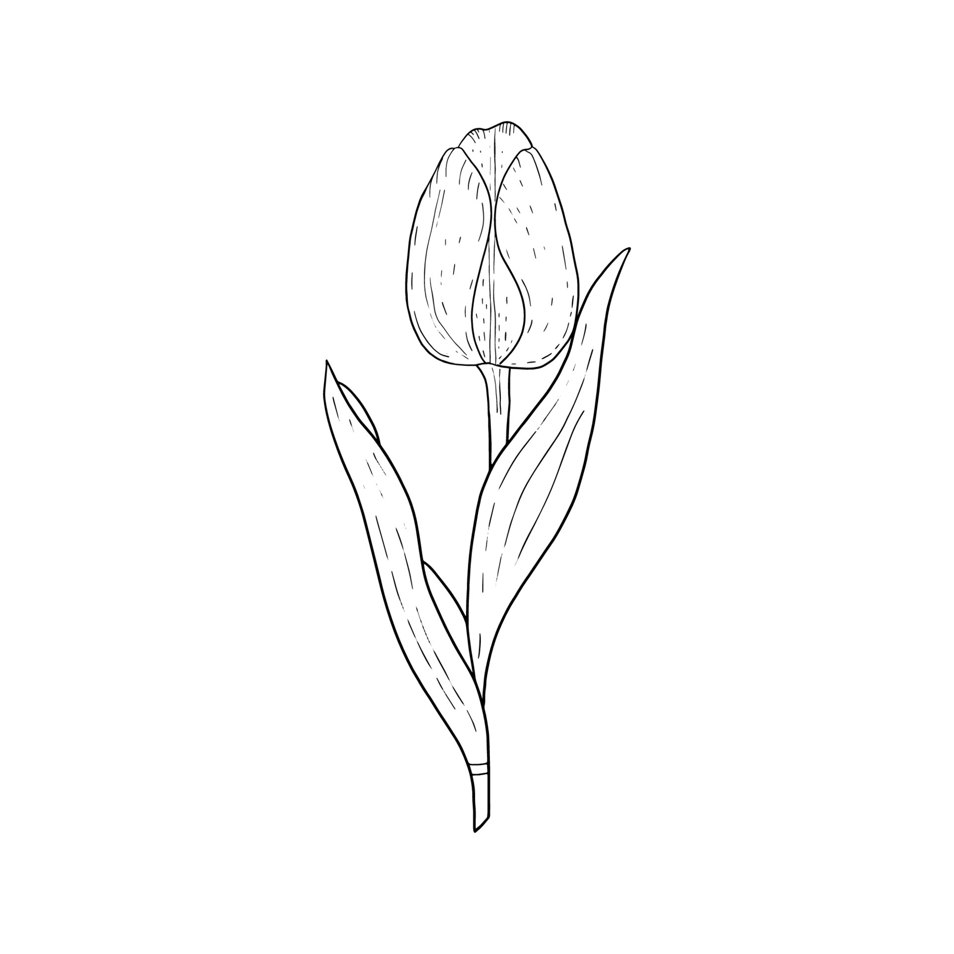 Tulip hand drawn outline drawing.Black and white image.Stylized image ...