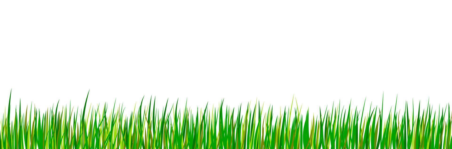 Green seamless grass border. Spring forest meadow isolated on white background. Summer landscape. vector