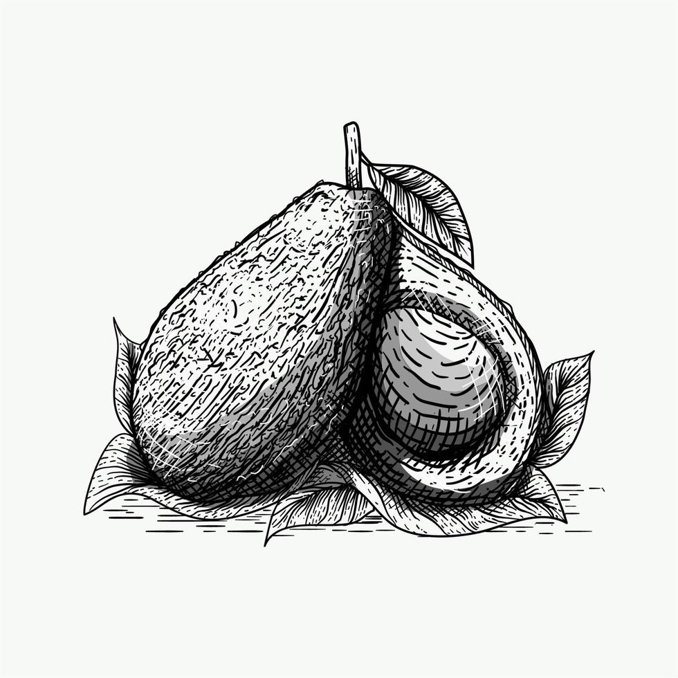 illustration of avocado engraving style Free Vector