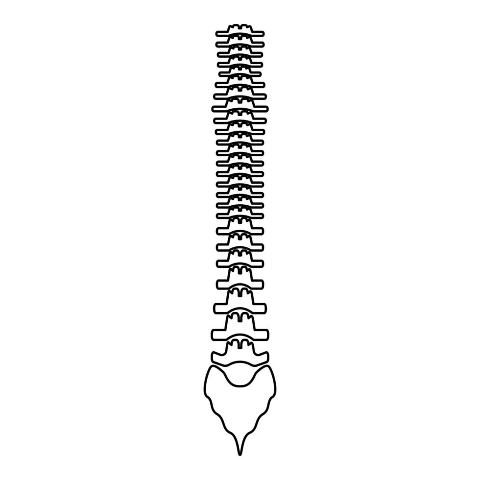 Human spine the black color icon . vector