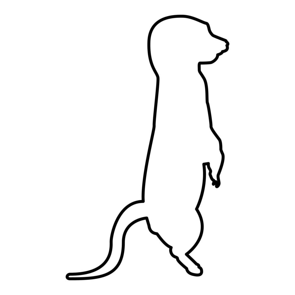 Meerkat in pose Suricata Suricatta contour vector