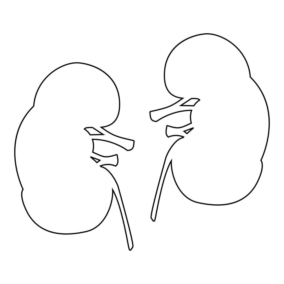 Kidney the black color icon vector