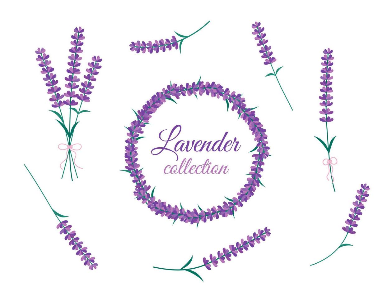 conjunto aislado de flores de lavanda. colección de vectores de flores de lavanda en flor. ramo, marco redondo y diseño de elementos florales sobre fondo blanco