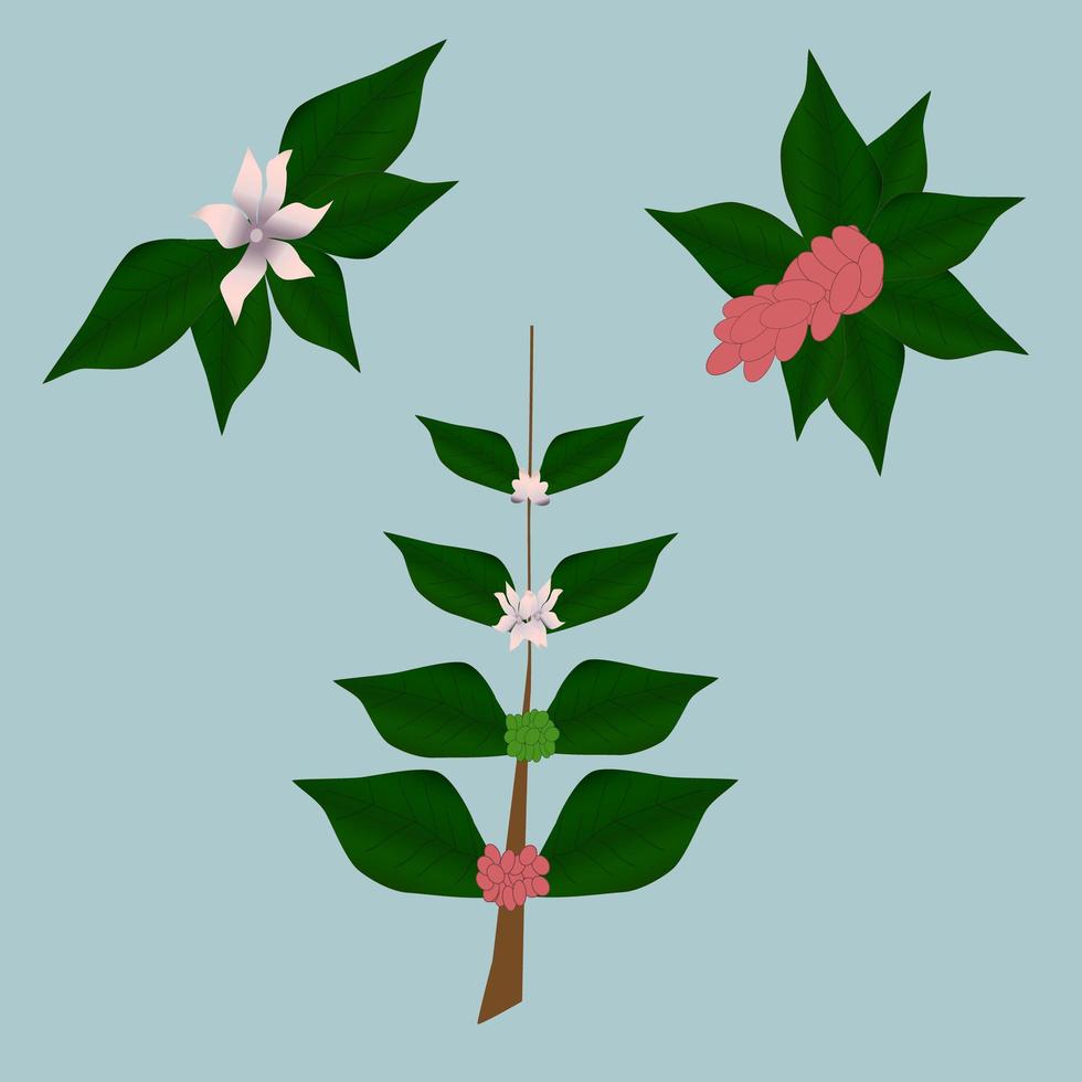 icon coffee tree element illustration with berries and flowers vector