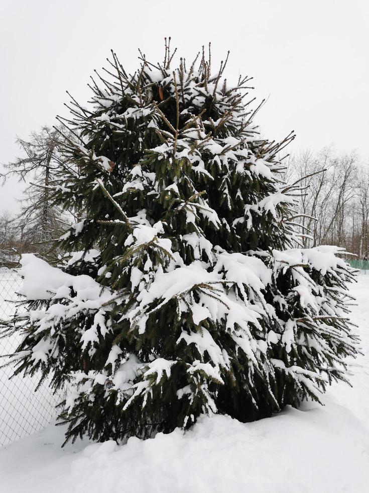 Christmas tree in the snow winter day photo