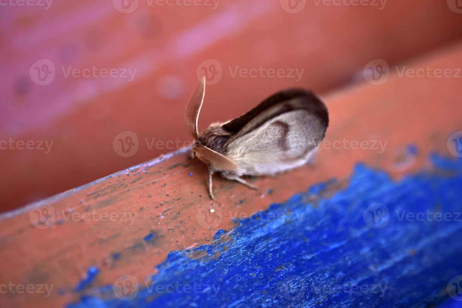 Siberian silkworm dendrolimus sibiricus is a species of Lepidoptera from the cocoon-moth family photo