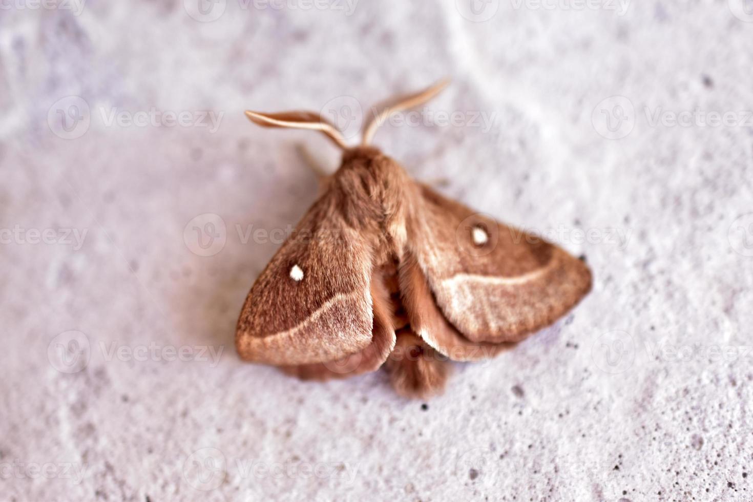 Siberian silkworm dendrolimus sibiricus is a species of Lepidoptera from the cocoon-moth family photo