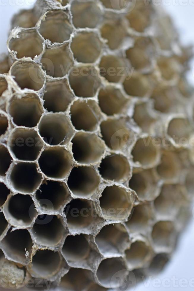 Gray abandoned wasp nest close up in summer photo