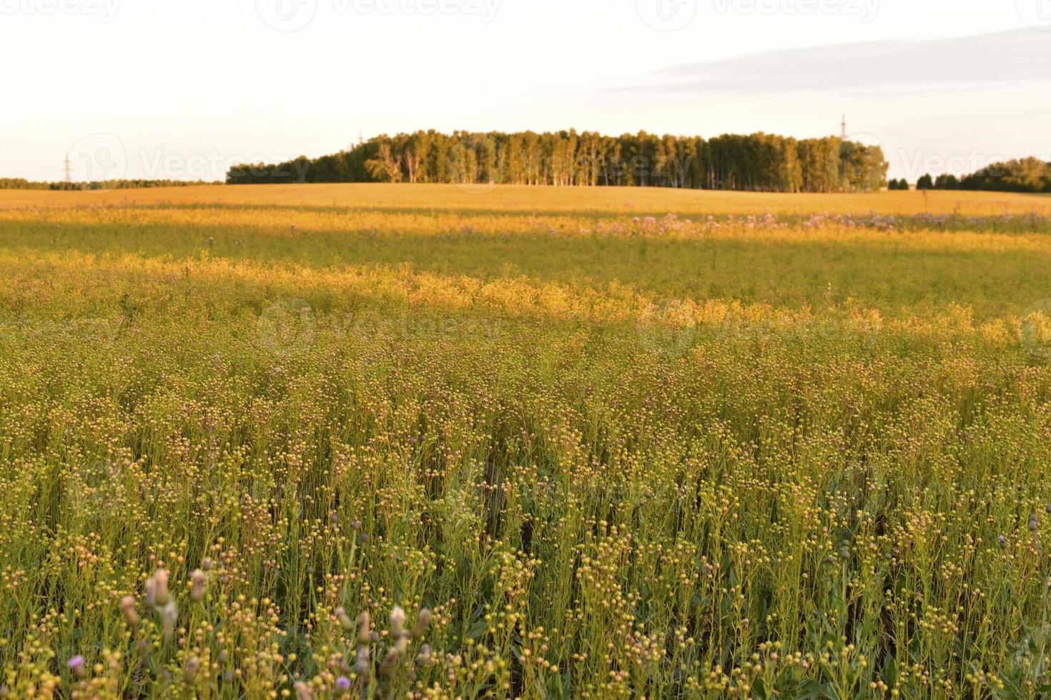Summer rural field with sowing trees and summer sun photo