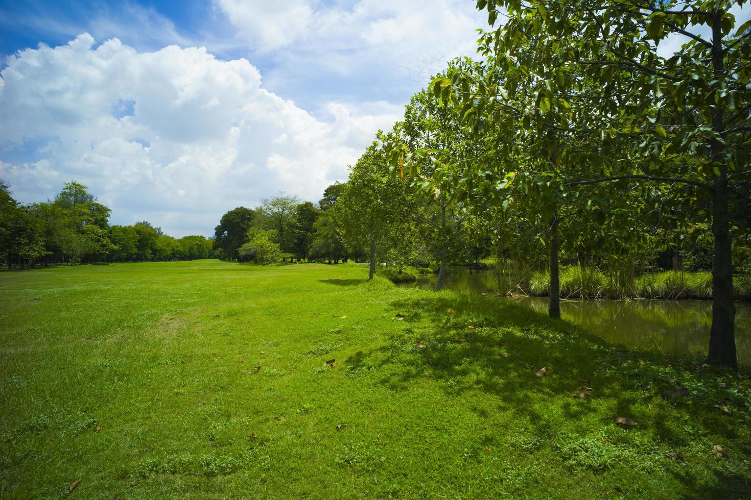 hermosa hierba verde en el parque foto