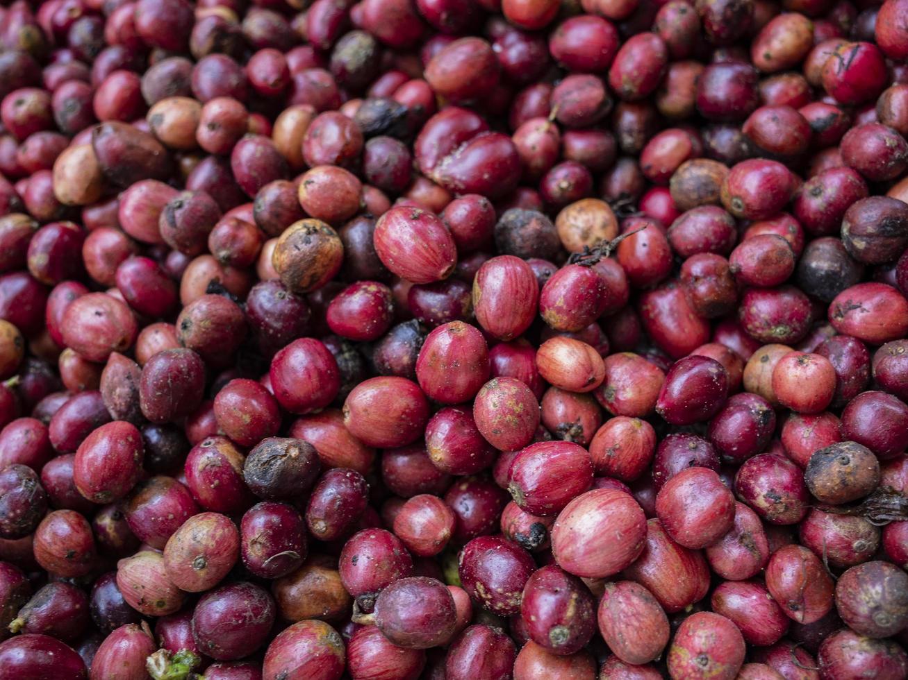 coffee cherry at coffee farm photo