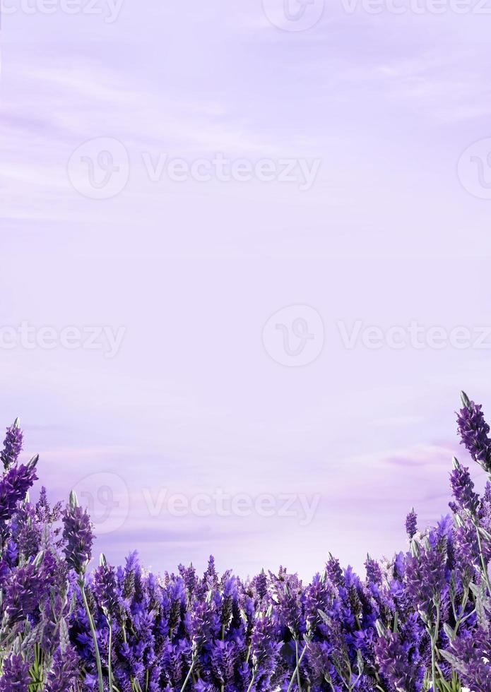 lavender flower background photo