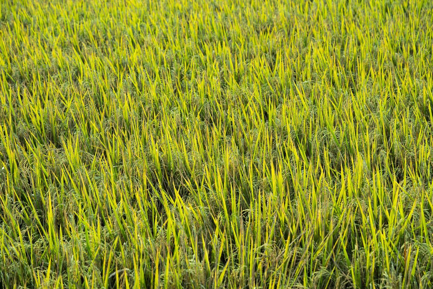 jasmine rice field photo