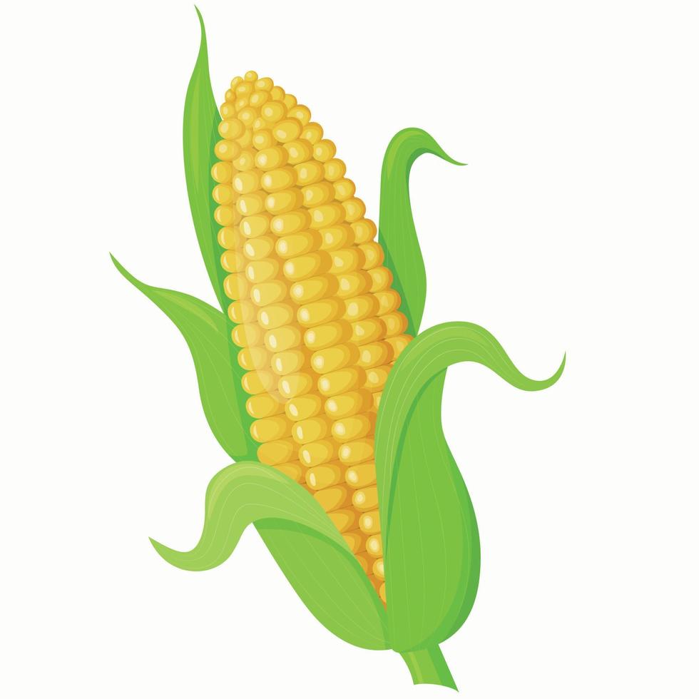 Vector illustration of sweet golden corn. An ear of corn. Icon. Farming. A design element.