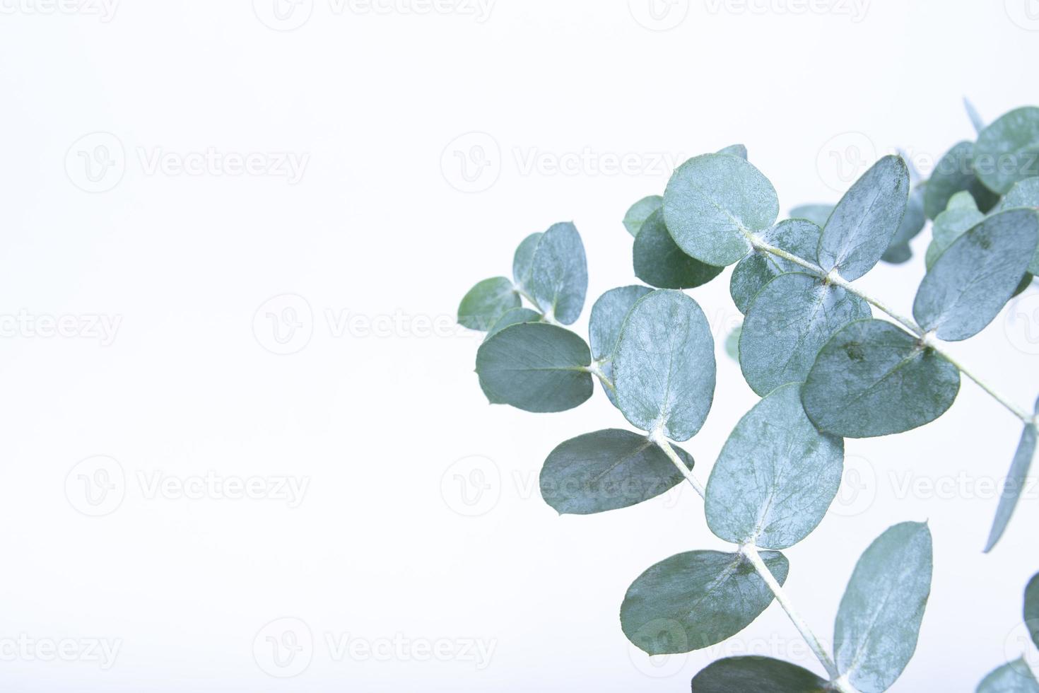 Eucalyptus leaves on white background. Blue green leaves on branches for abstract natural background or poster photo