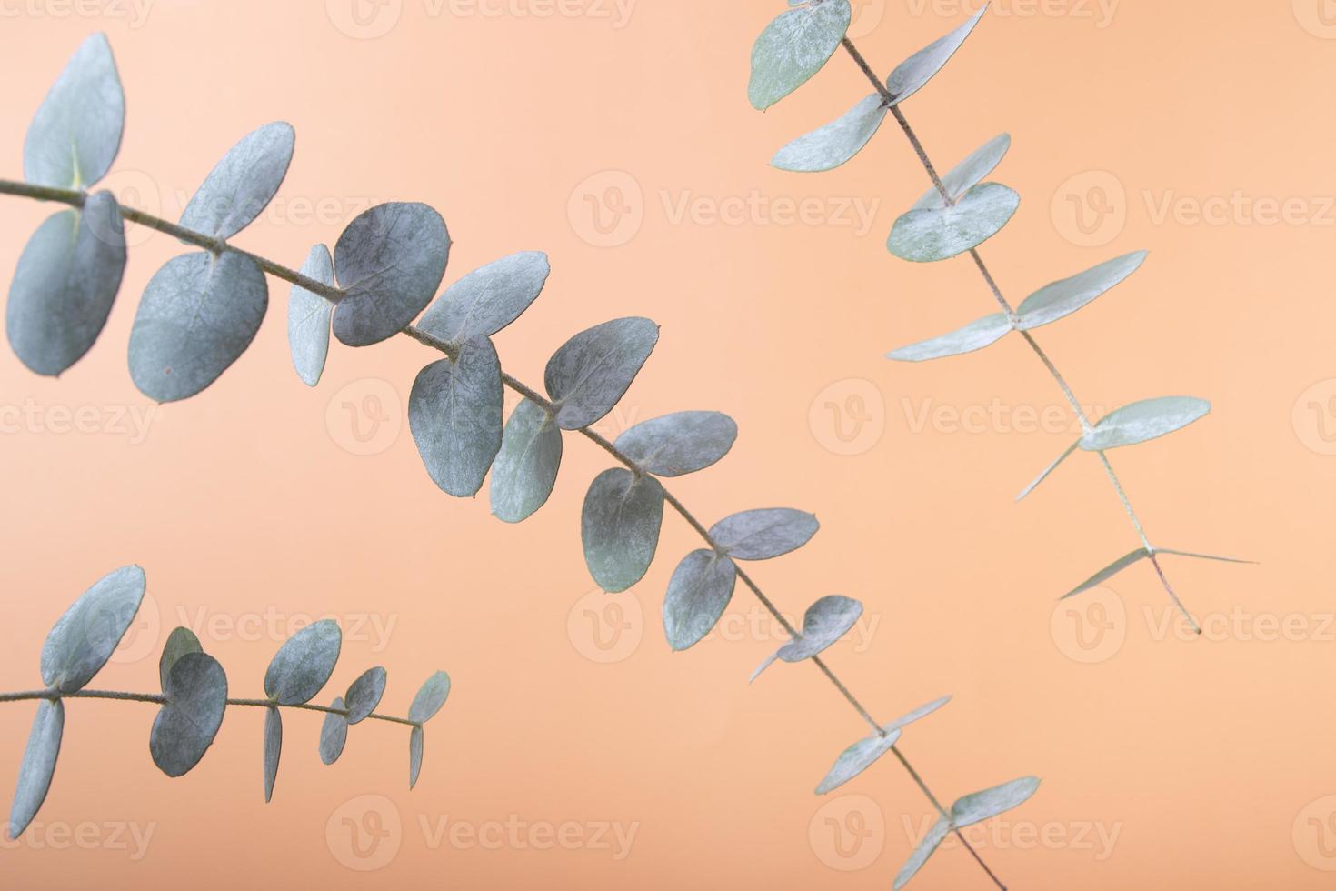 Eucalyptus leaves on a colored background. Blue green leaves on branches for abstract natural background or poster photo