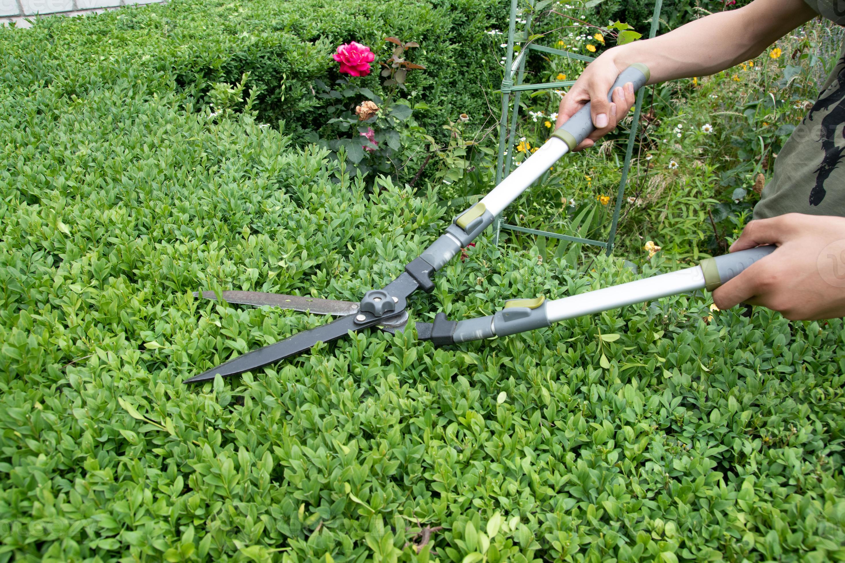Hands with scissors for cutting bushes over a boxwood bush. Trimming