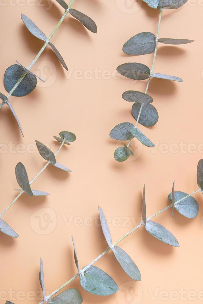 Eucalyptus leaves on an orange background. Blue green leaves on branches for abstract natural background photo