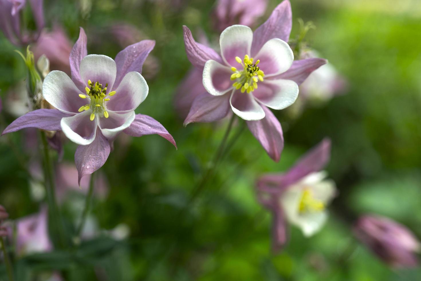 White purple Aquilegia gentle flowers photo