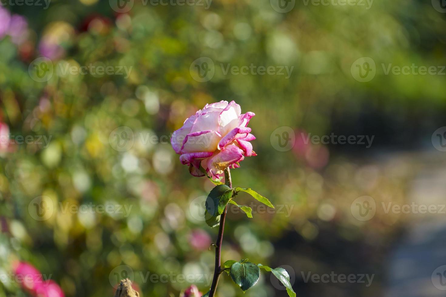 hermosa rosa rosa sobre un fondo borroso con bokeh foto