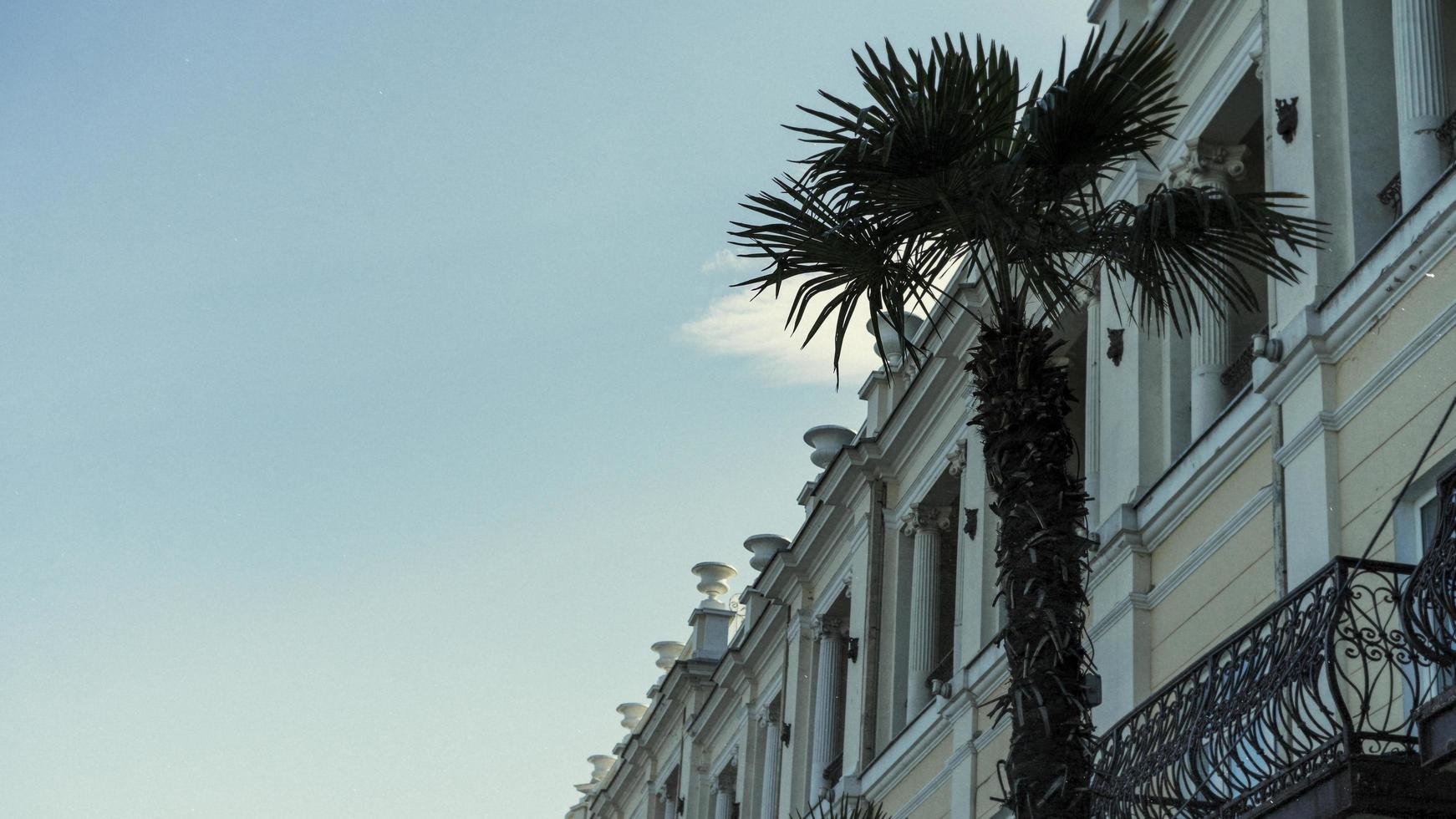 Fan palm tree against the sky and buildings in Yalta photo