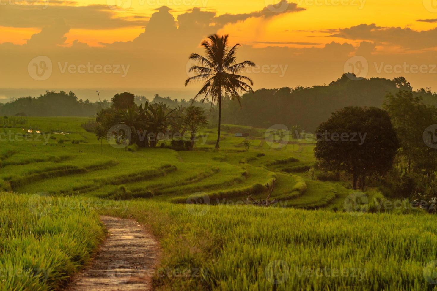 vista de la puesta de sol sobre los concurridos campos de arroz por la tarde foto