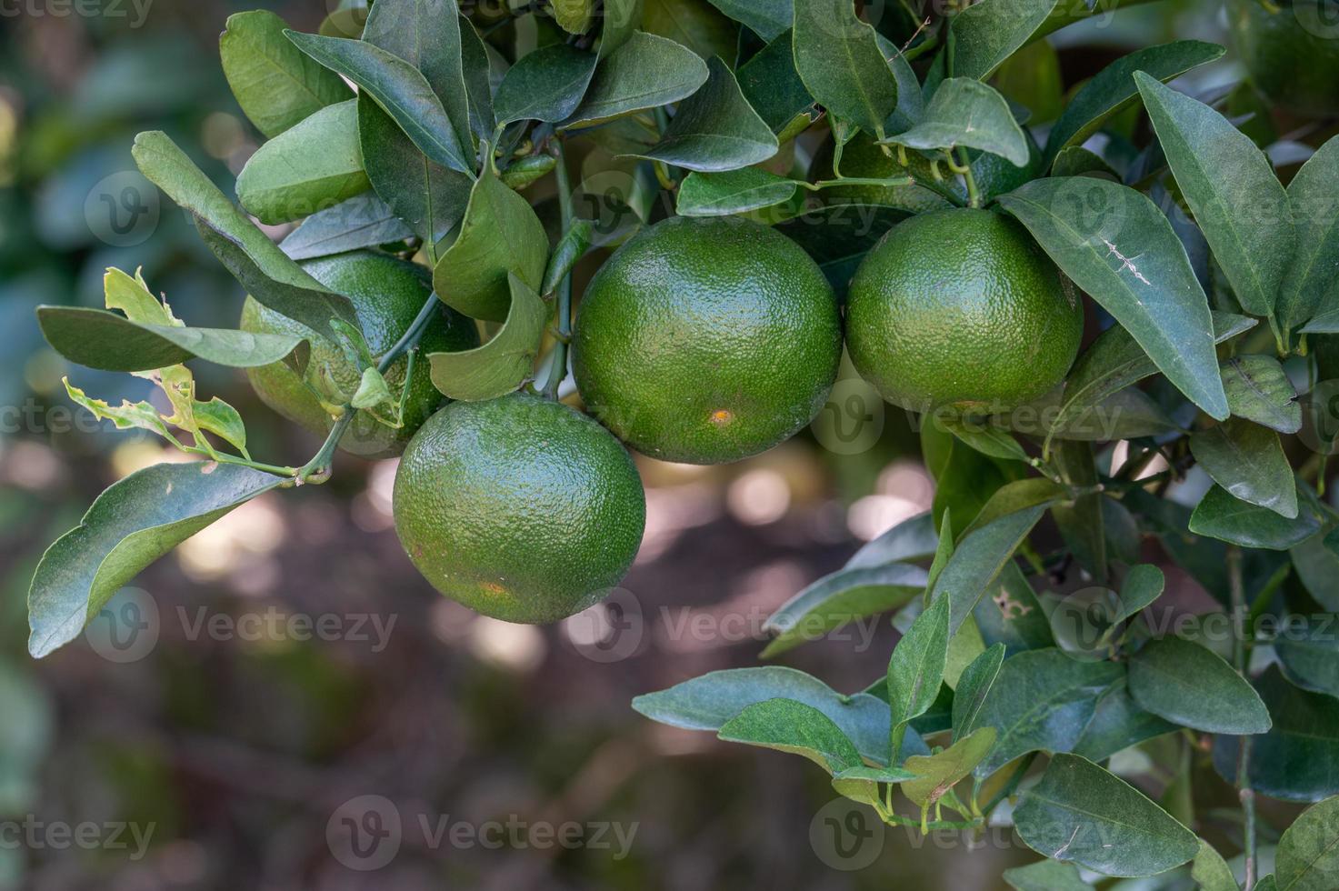 Some immature green oranges on the orange tree photo