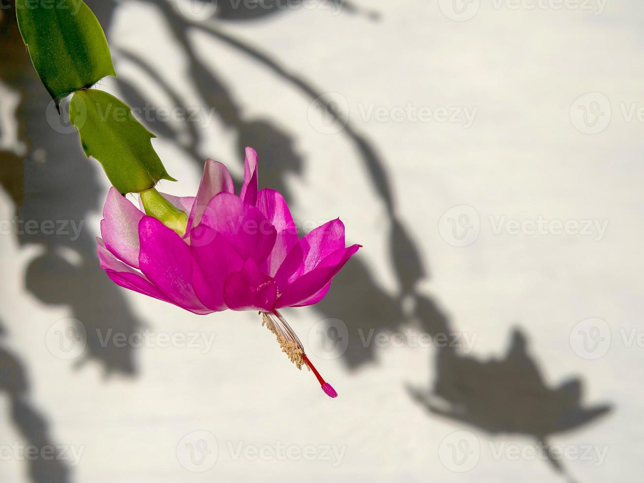 capullo de cactus de Navidad abierto con una sombra sobre un fondo blanco. fondo macro floral foto