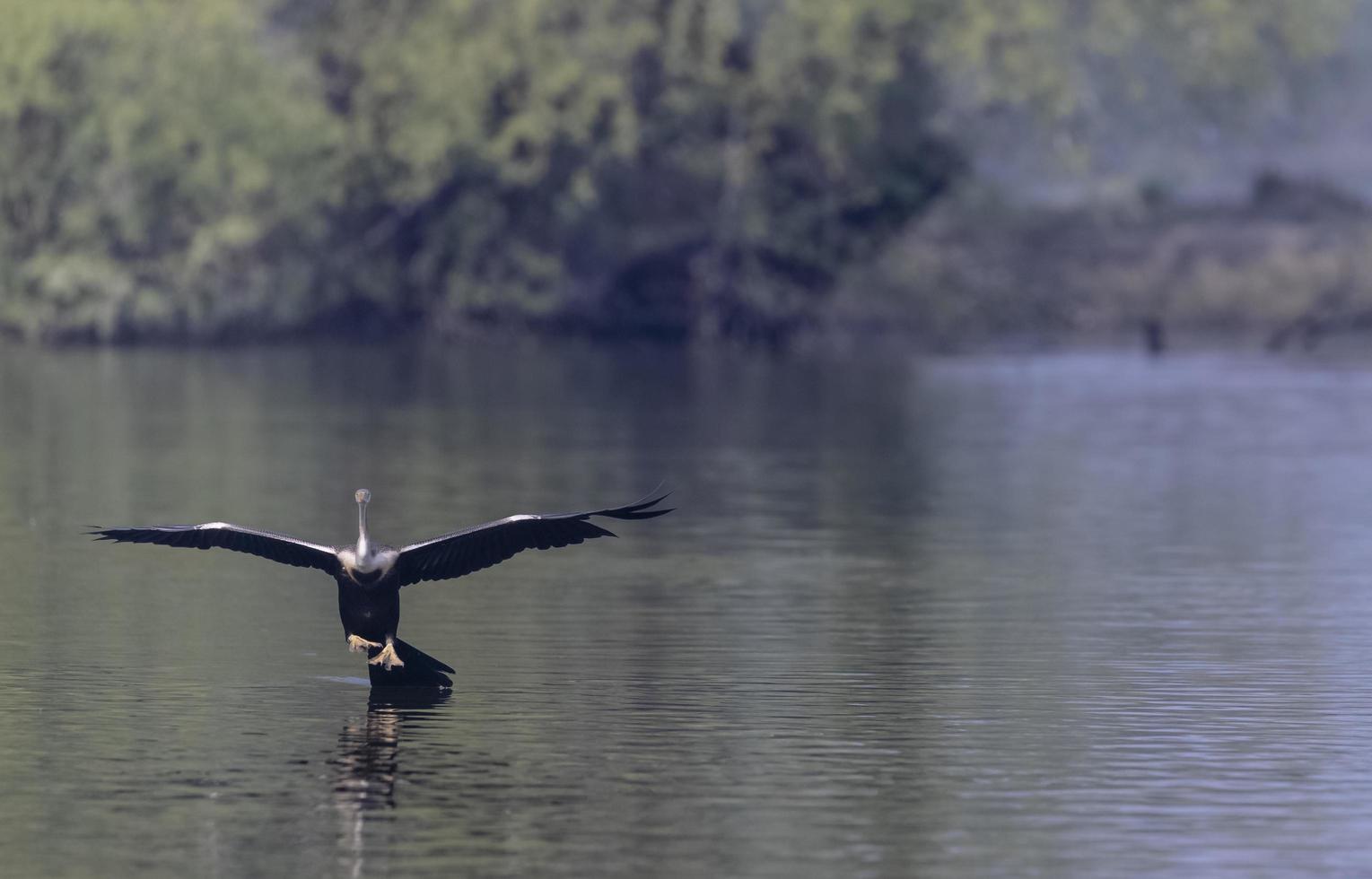 Oriental Darter or Indian snake bird flying over water body. photo