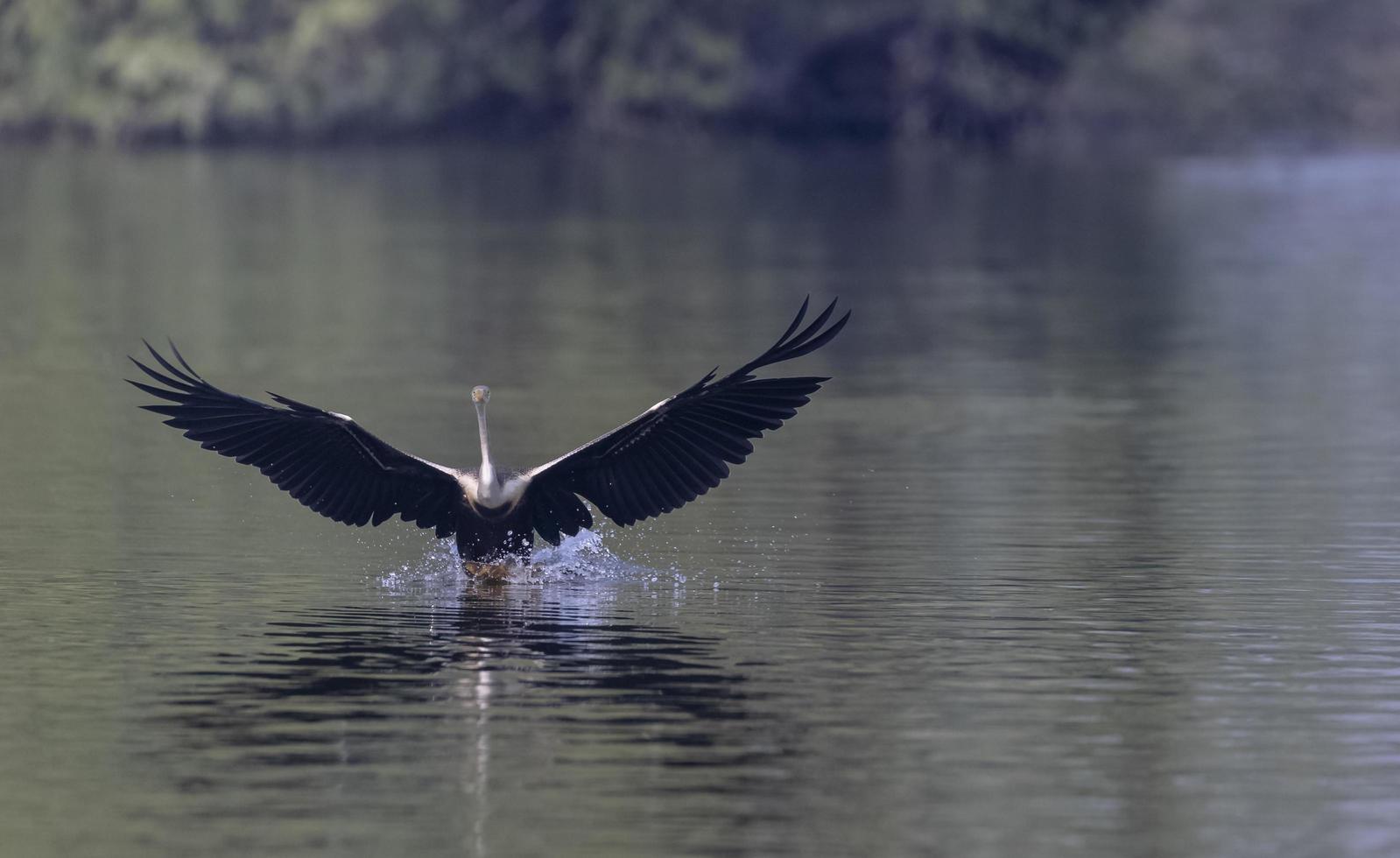 Oriental Darter or Indian snake bird flying over water body. photo