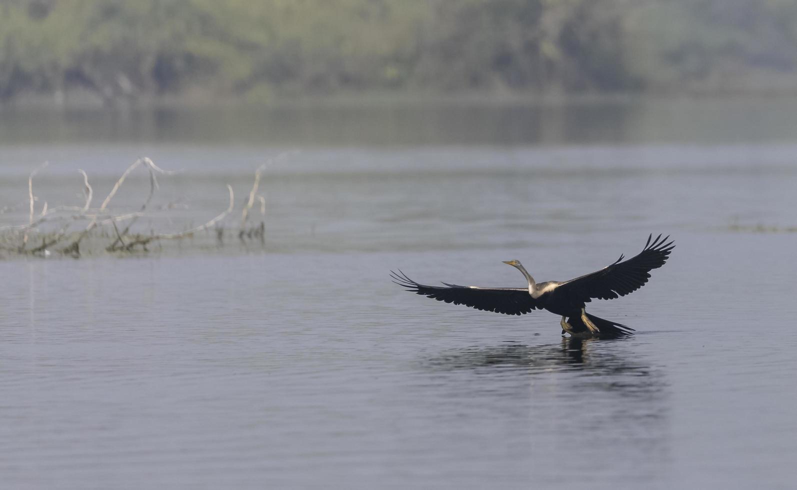 dardo oriental o pájaro serpiente indio volando sobre el cuerpo de agua. foto