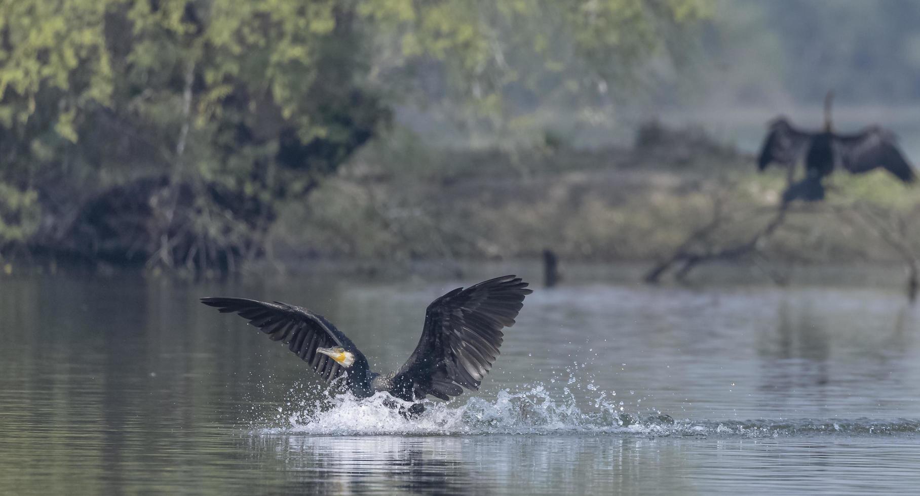 Oriental Darter or Indian snake bird flying over water body. photo