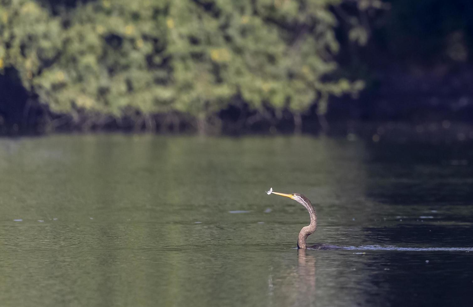 Oriental Darter or Indian snake bird catching fish at the water body. photo
