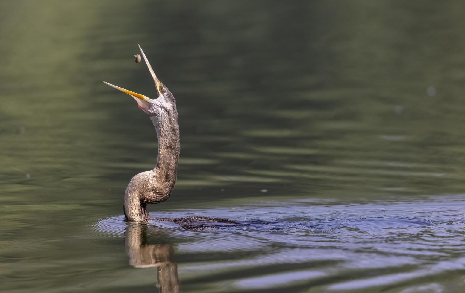 dardo oriental o pájaro serpiente indio atrapando peces en el cuerpo de agua. foto